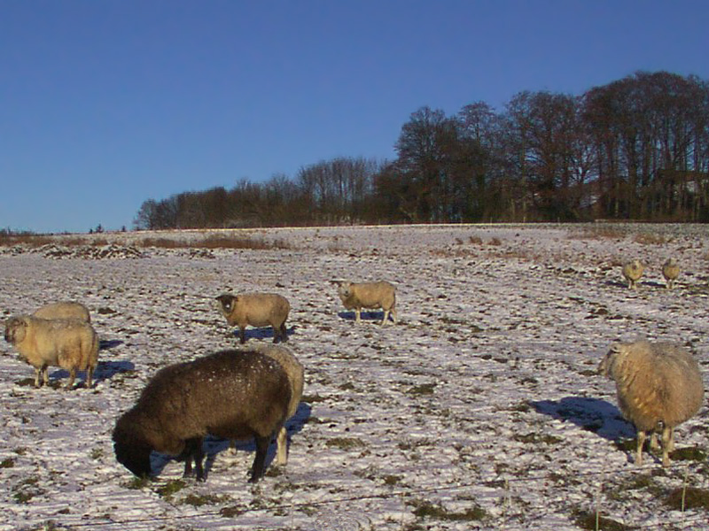Germany slideshow - Lemgoer: Schafe im Winter